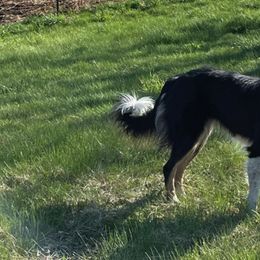 Border Collies from Champion Farms