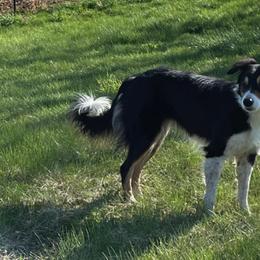 Border Collies from Champion Farms