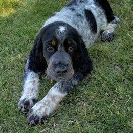 English Springer Spaniel Puppies from Majestic English Springer Spaniels