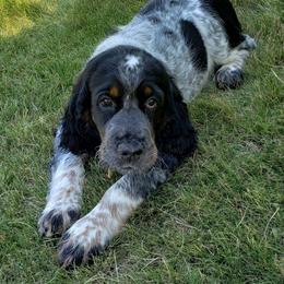 English Springer Spaniel Puppies from Majestic English Springer Spaniels
