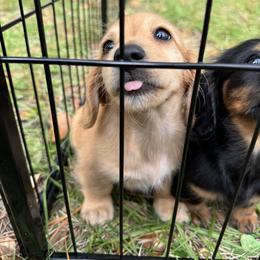 Chihuahua and Dachshund Puppies from Little Pawz, LLC