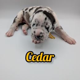 Cedar - Harlequin male Great Dane puppy in Milford, Pennsylvania from R&R Breeding and Pet Care
