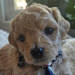 Slate Blue  Collar- Sky - Cream male Assorted Doodle Crosses puppy in Upland, California from IDREAMOFPUPPIES