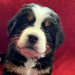 Bernedoodles and Bernese Mountain Dogs from Sage Hills Bernedoodles