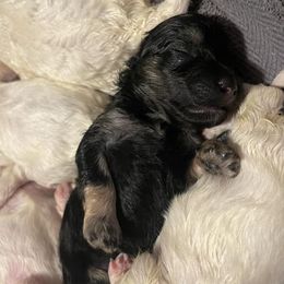 Companion Crosses and Maltese from For The Luv of Pawz