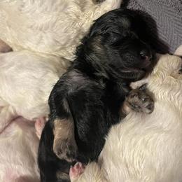 Companion Crosses and Maltese from For The Luv of Pawz