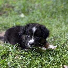 Dash Fluffy - Black and white male Cardigan Welsh Corgi puppy in Hope, Arkansas from Foxy Knoll Farm