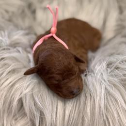 Paisley - Red  female Poodle puppy in Osyka, Mississippi from Southern Sunshine Standards