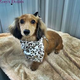 Hope - Dachshund