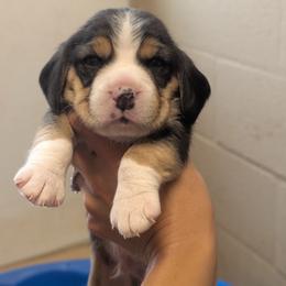 Whiskey - Black tan and white male Beagle puppy in Baltimore, Maryland from Country Acres Farm