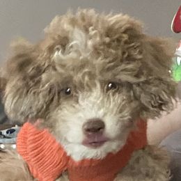 Mocha - Goldendoodle
