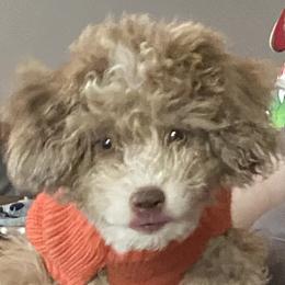Mocha - Goldendoodle