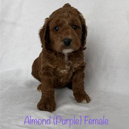 Almond - Red  female Goldendoodle puppy in De Pere, Wisconsin from Kinzor Kennels