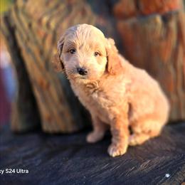 Thunder, Blue Collar - Apricot male Goldendoodle puppy in Eugene, Oregon from Oregon's Legendary Goldendoodles
