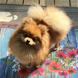 Trixie - Pomeranian