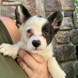 Trindle male - Black and white male American Corgi puppy in Clinton, Tennessee from High Hopes Hounds