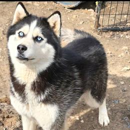 Trident - Siberian Husky