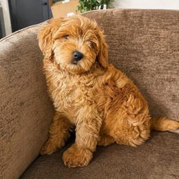 Belle - Apricot female Goldendoodle puppy in Clewiston, Florida from Redlands Farm