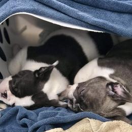 French Bulldog Puppies from Ponderosa Frenchies