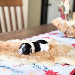 Cooper jr - Black and tan male Dachshund puppy in Salters, South Carolina from Long-Pine Dachshund