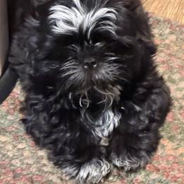 Blake - Black male Shih Tzu puppy in Scottdale, Pennsylvania from Nancy’s Majestic Shih Tzus