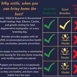 German Shepherd Puppies from Austerlitz German Shepherds