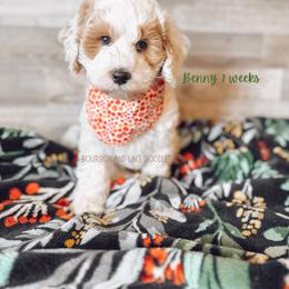 Goldendoodle Puppies from Bourbon and Lace Doodles
