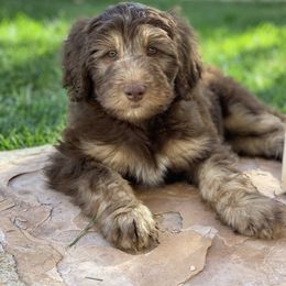 Aussiedoodle Puppies from Gore Doodle Ranch