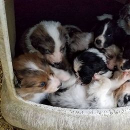 Aussiedoodle Puppies from My Classy Doodles
