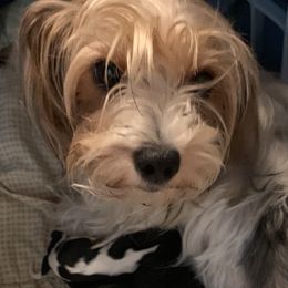 Dachshunds and Yorkshire Terriers from Bear Creek Dachshunds