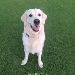 Willow - Golden Retriever