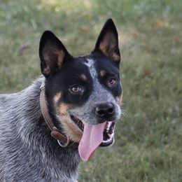 Stormy - Australian Cattle Dog