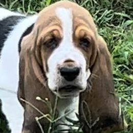 Basset Hounds and Shih Tzus from D & D Kennels