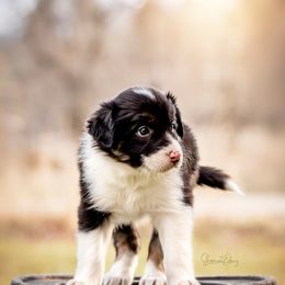 Border Collies from Gold Creek Ranch Border Collies