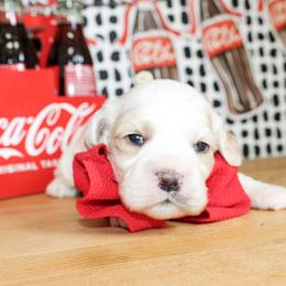 Nico - Buff and white male Cocker Spaniel puppy in Rattan, Oklahoma from Double M Cocker Spaniels