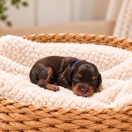 Crunch - Brown male Cavapoo puppy in Floyd, Virginia from Hearts and Paws Poodles and Doodles