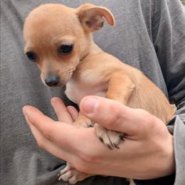 Girl 2 - Chihuahua