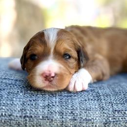 Maple - peach collar - Chocolate merle female Bernedoodle puppy in Highland, Utah from Angel Pups Deluxe