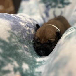 Cane Corso Puppies from Last Frontier Cane Corsos