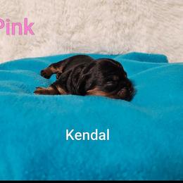 Kendal - Black and tan female Cavalier King Charles Spaniel puppy in Rochelle, Illinois from Lakeview Cavaliers