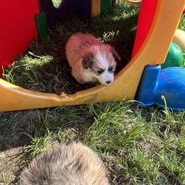 Pembroke Welsh Corgi Puppies from Zugspitze Corgis