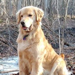 Golden Retrievers from Gladys Berlin's Golden Retrievers