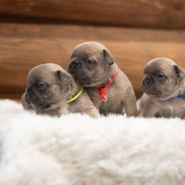 French Bulldog Puppies from Bleu Steele French Bulldogs