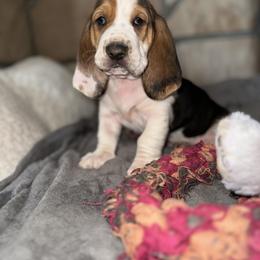 Basset Hound Puppies from Boulder Oak Bassets