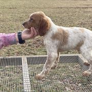 Girl 1 - Orange and white French Brittany puppy in Port Byron, Illinois from Bent River Bretons