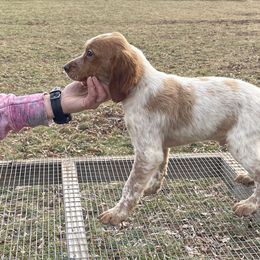 Girl 1 - Orange and white French Brittany puppy in Port Byron, Illinois from Bent River Bretons