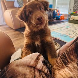 Rebel HAS A TAIL - Red tri-color female Australian Shepherd puppy in Texas from Legendary Canines