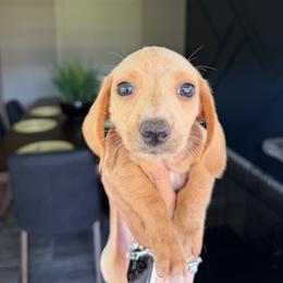 Shadow - Cream male Dachshund puppy in Agua Dulce, Texas from Sunny EP Weenies