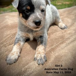 Mississippi Blue Girl 2 - Blue speckled female Australian Cattle Dog puppy in Summit, Mississippi from Mars Hill Cattle Dogs
