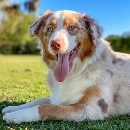 Australian Shepherd Puppies from Soggy Bottom Farms